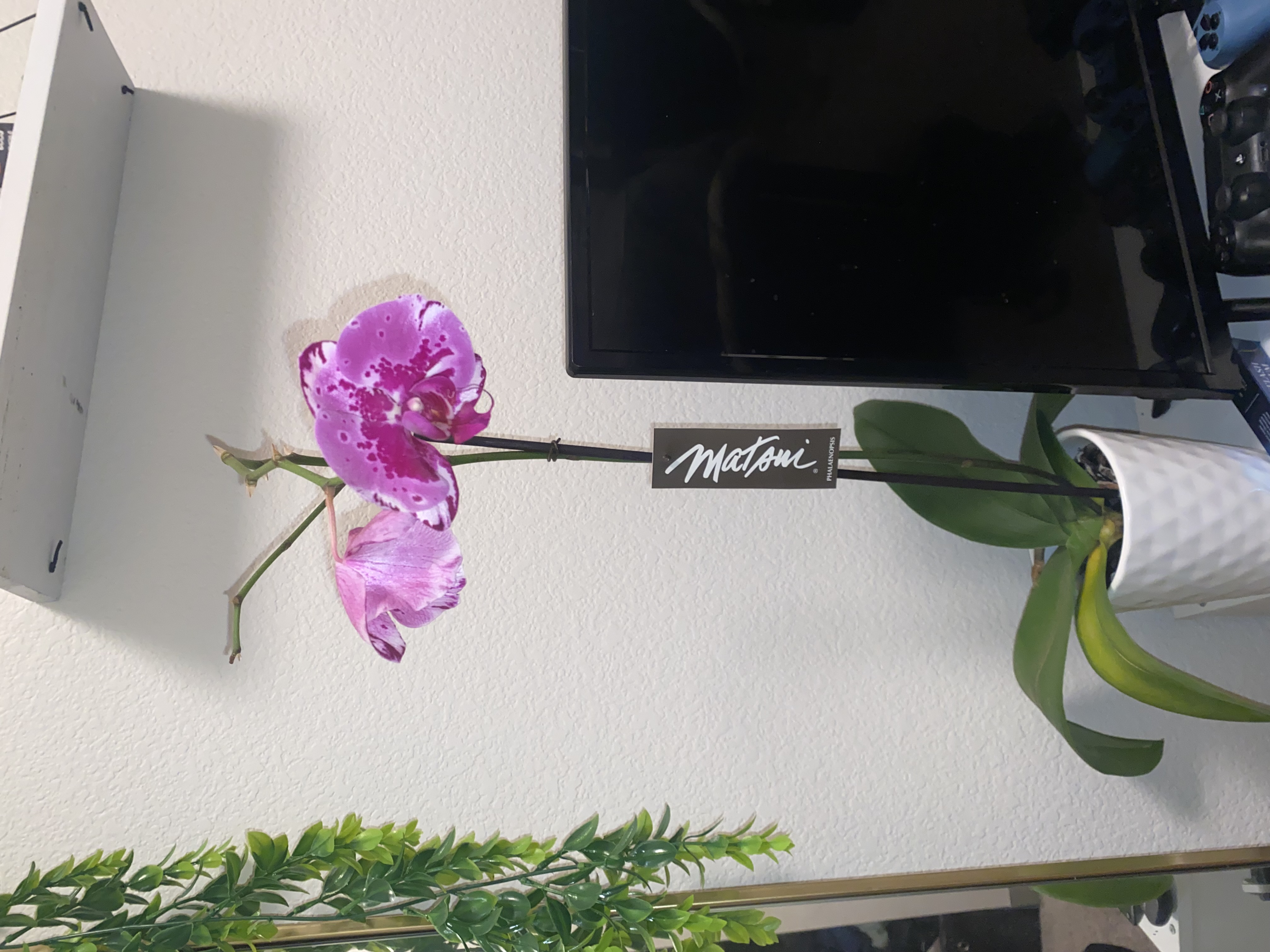 orchid real