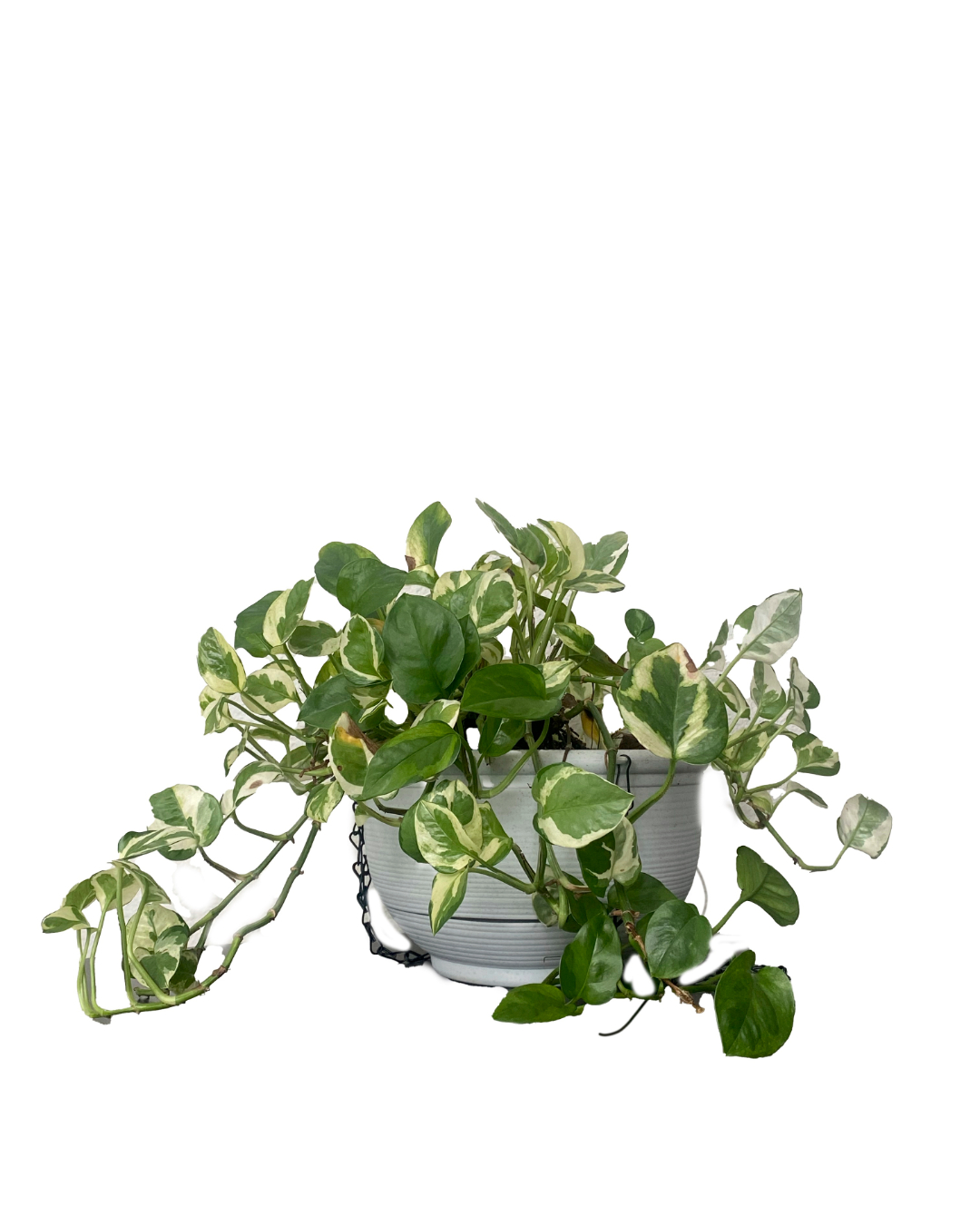 pothos 'n joy plant