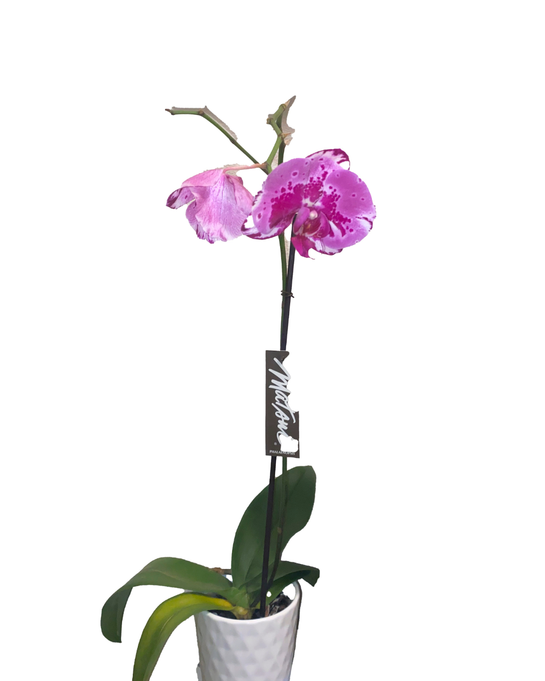 orchid plant