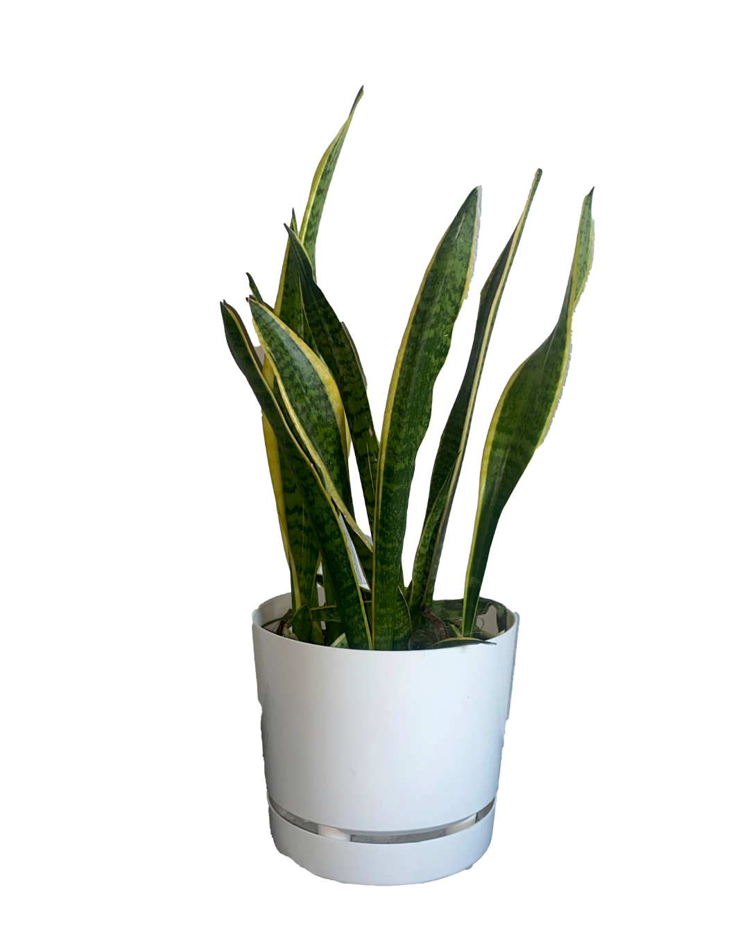 snake plant